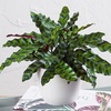 Image 19: 1-800-Flowers.com Deal: Next Day Valentine's Plants & Gifts Up to 50% off