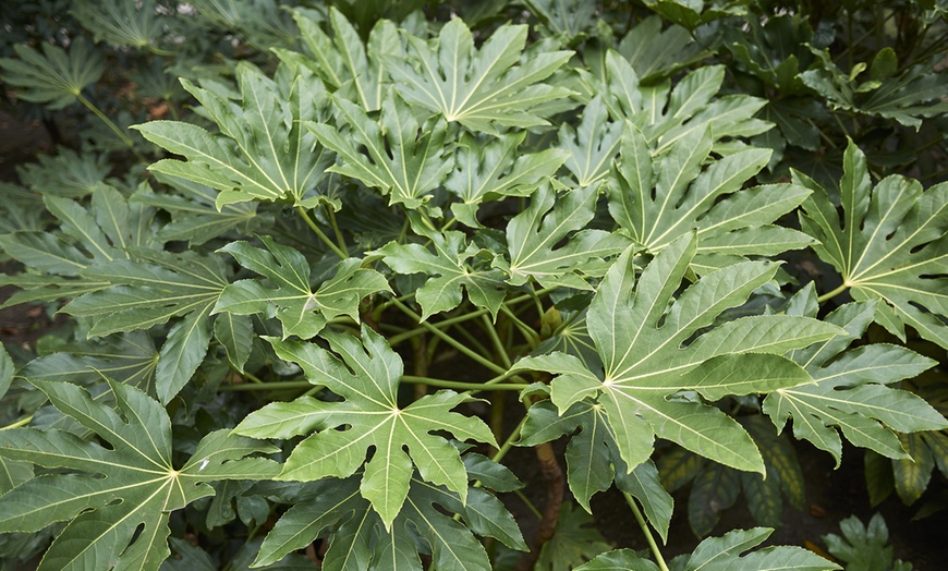 Image 1: Evergreen Fatsia Shrub - 1, 2 or 3 Potted Plants
