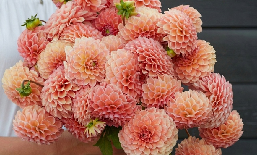 Image 4: Dahlia Kaleidoscope Mix