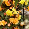 Image 1: Begonia Apricot Fiery Shades Garden-Ready Plants