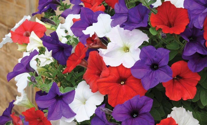 15 or 30 Petunia Royal Flush | Groupon