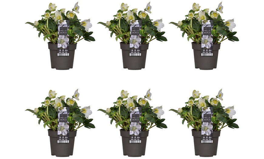 Image 4: Set de 3 ou 6 Hellébores "Christmas Carol" à floraison hivernale