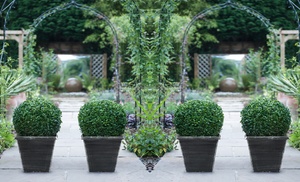 One or Two Topiary Buxus Balls with optional Biscotti Planter