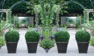 One or Two Topiary Buxus Balls with optional Biscotti Planter