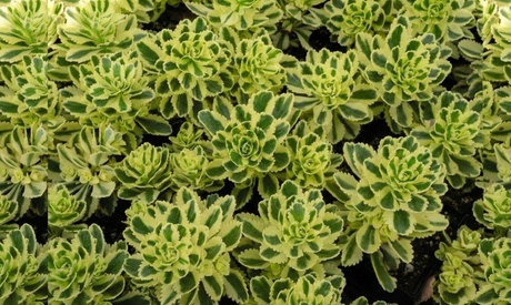 Groupon Unisex Pink Sedum Atlantis Potted Plant: Five Plants