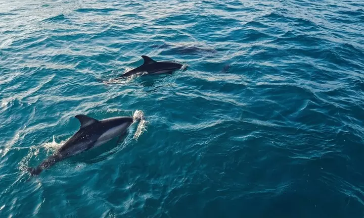 Crucero de 2 horas en yate para avistamiento de delfines con bebida