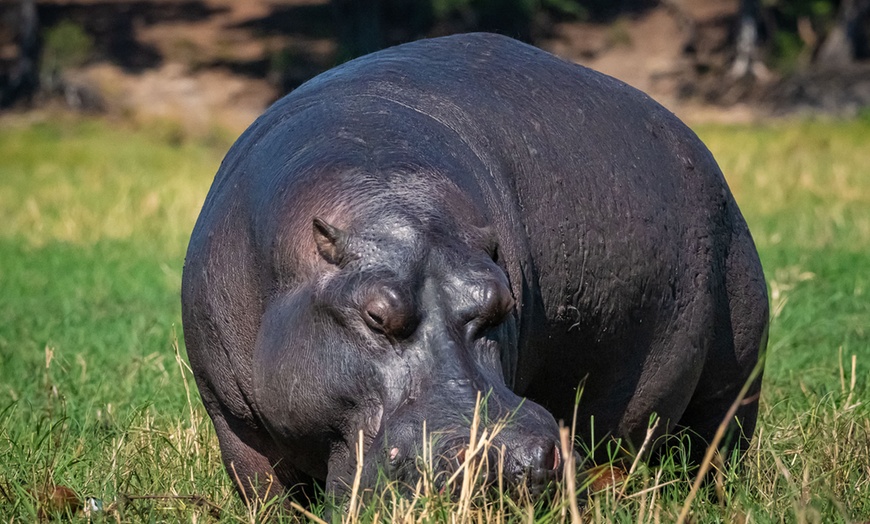 Image 29: 8-Day Yoga & Safari Retreat