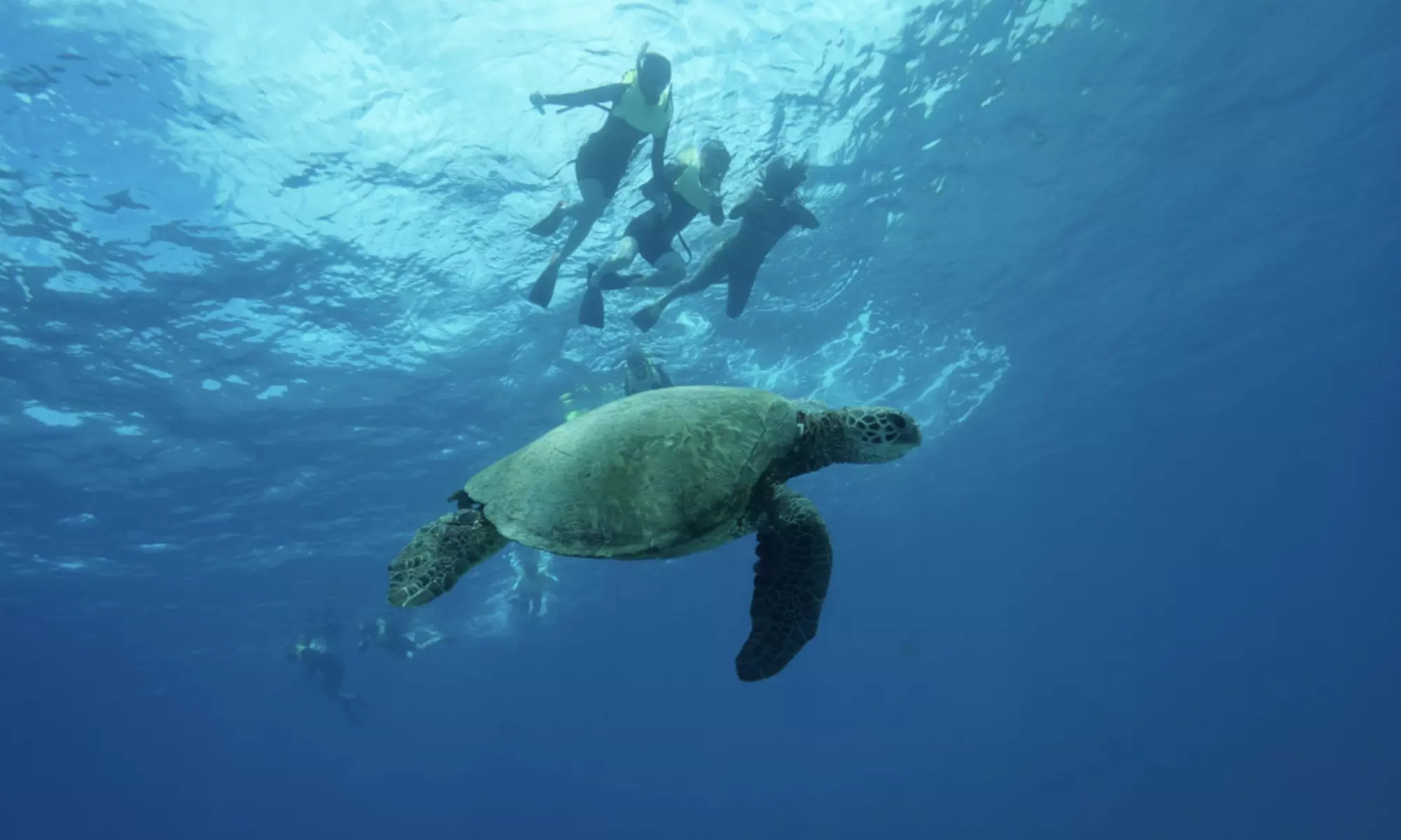 3-Hours Oahu Ocean Adventure w/ Dolphins, Turtles & Water Activities