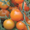 Image 3: Tomato Plants - Mixed Varieties - 3 or 6 Plants