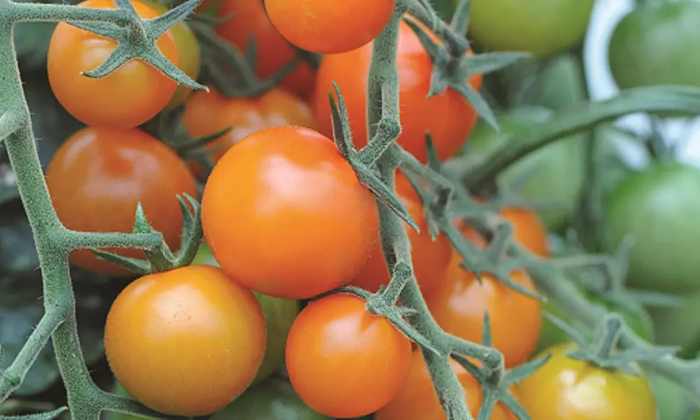 Tomato Plants - Mixed Varieties - 3 or 6 Plants