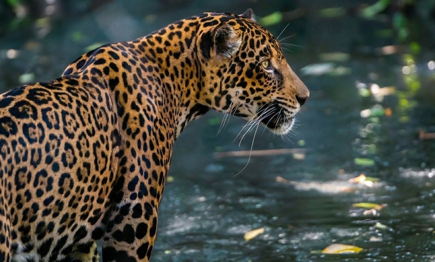 Image 7: Rhythm in the Wild - Adult or Child Entry (Up to 25%Off)