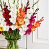 Image 23: Graduation Flower Bulb Collections