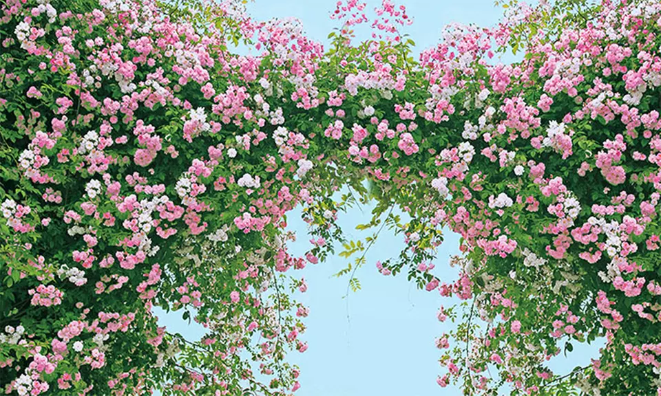 2x oder 4x Rambler-Rose 'Paul's Himalayan Musk Rambler' - Primary Image