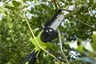 Garden Gear Telescopic Chainsaw with Optional Spare Battery - Image 4