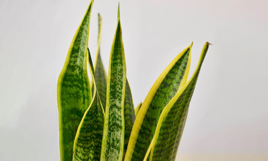Image 11: Air Purifying Snake Plant 'Laurentii' from House Plant Shop with Free Shipping (Up to 15% Off)