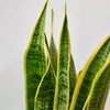 Image 11: Snake Plant 'Laurentii' in 3", 4", and 6" Sizes with Free Shipping (Up to 15% Off)