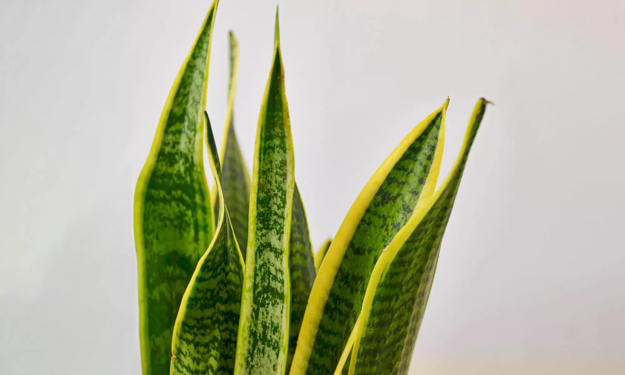Air Purifying Snake Plant 'Laurentii' from House Plant Shop with Free Shipping (Up to 15% Off)