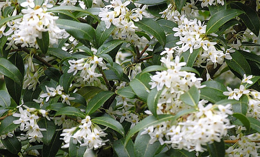 Image 7: Hardy Evergreen Shrub Collection