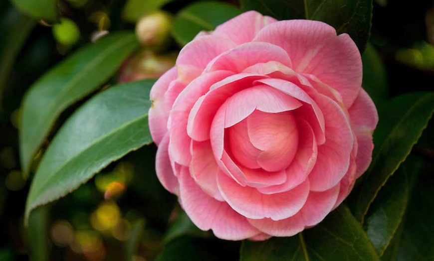 Image 5: Camelia Japonica Mixed Colours