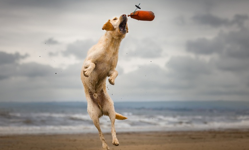 Image 1: Mini Doggy, Family, Full Doggy, or Full Family Photoshoot and More