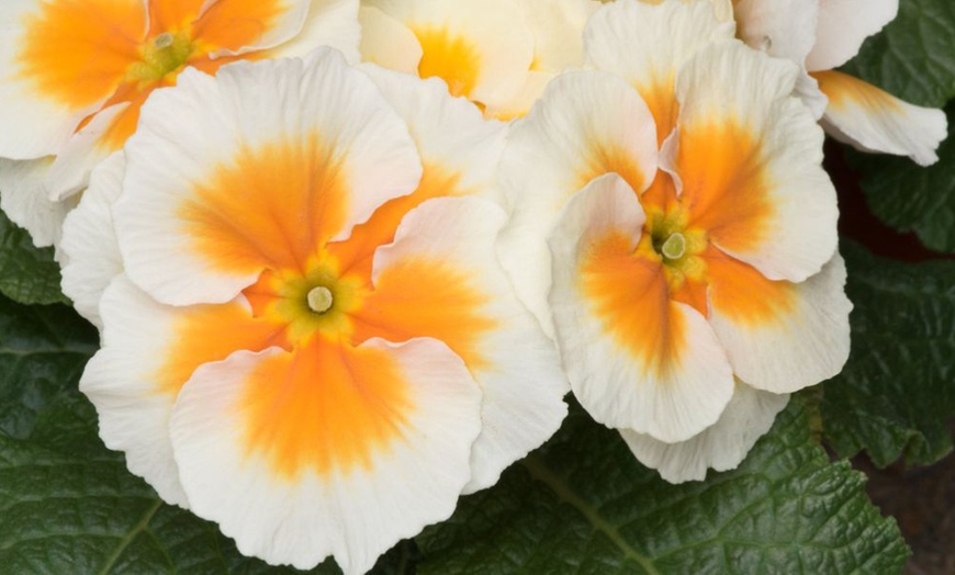 Image 3: Winter Flowering Primrose Mix - 24, 48 or 72 Plug Plants