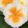 Image 3: Winter Flowering Primrose Mix - 24, 48 or 72 Plug Plants