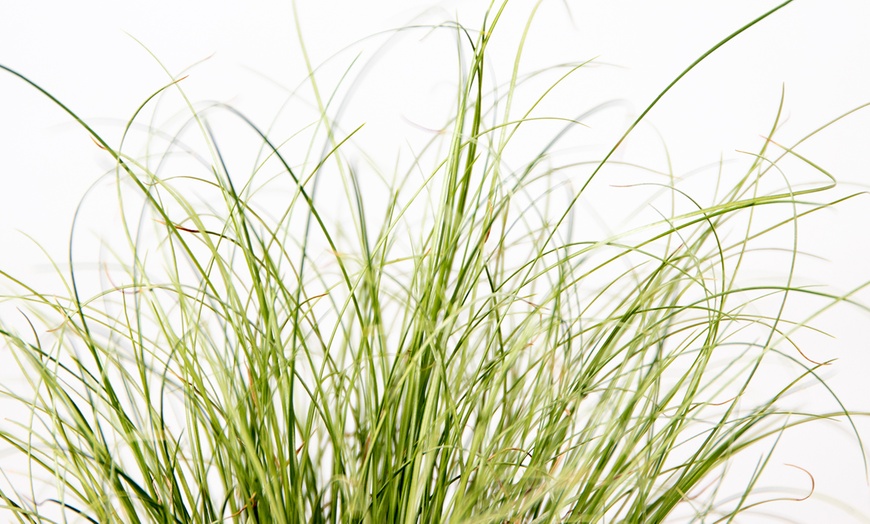 Image 3: XL Carex-Gras „Amazon Mist“