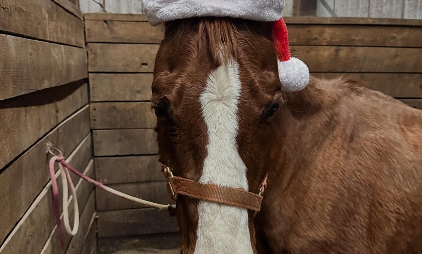 Image 10: Horseback Trail Ride Through Hudson Valley (45 Minutes)