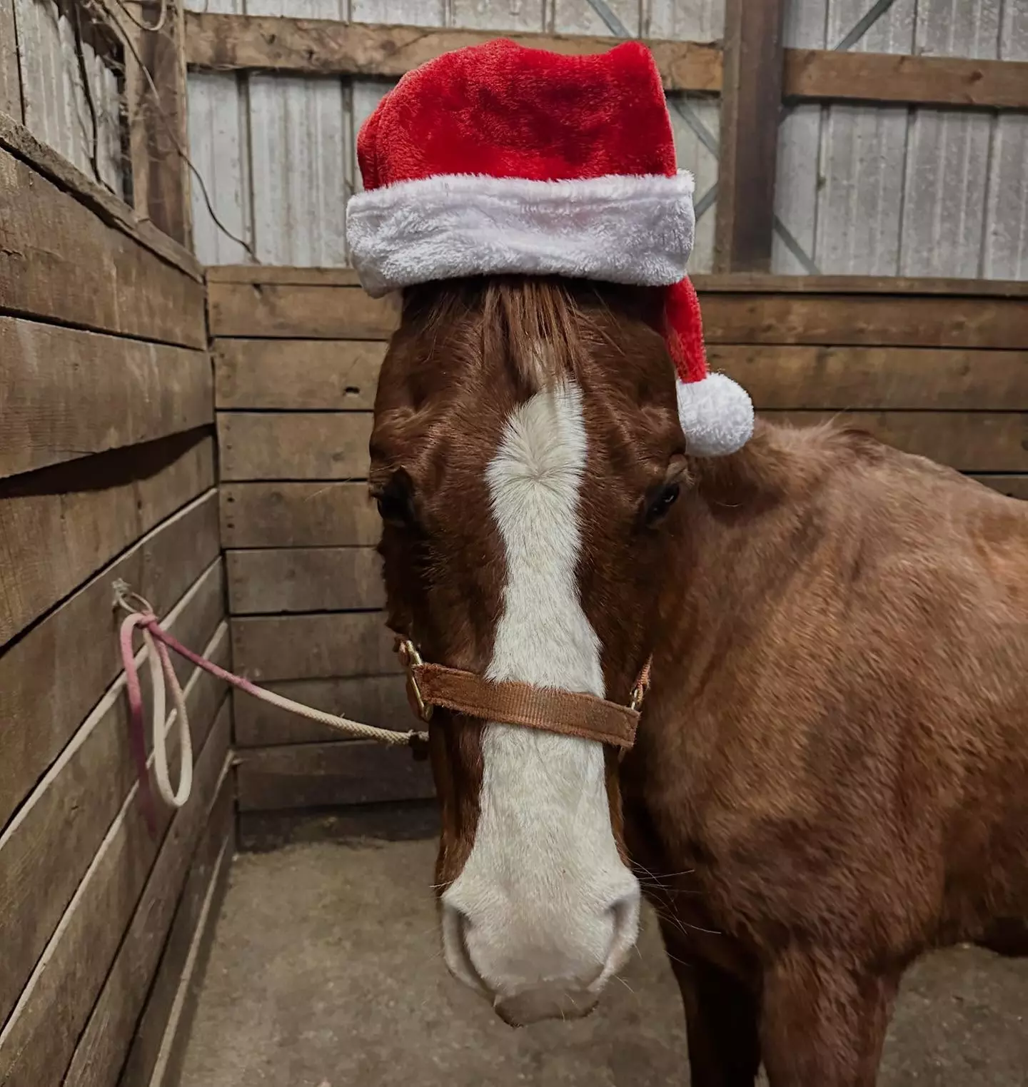 Snowy Horseback Trail Ride Through Hudson Valley (45 Minutes)
