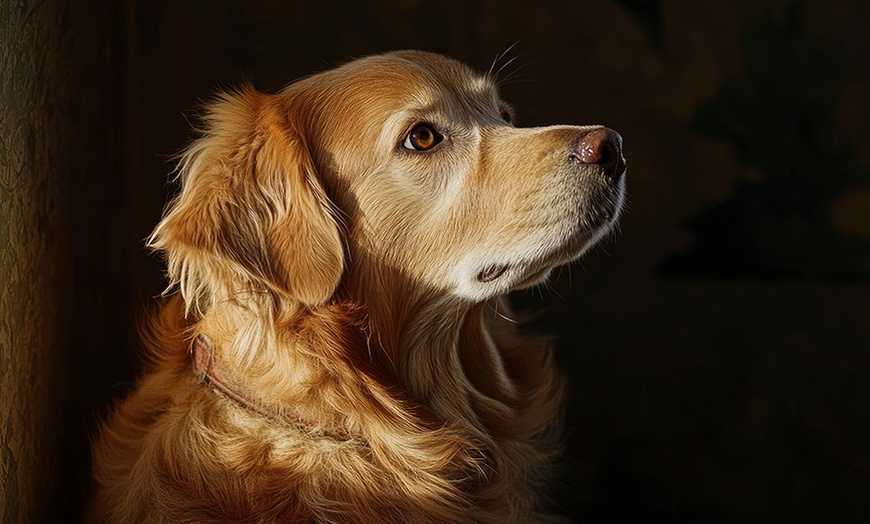 Image 6: Pet & Owner or Family Photoshoot w/ Makeover Options & Images 
