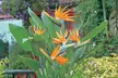 Exotic Bird of Paradise Plants + Optional Grey Patio Planter - Image 3