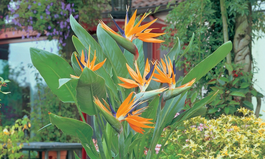 Image 3: Exotic Bird of Paradise Plants + Optional Grey Patio Planter