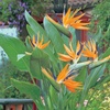 Image 3: Exotic Bird of Paradise Plants + Optional Grey Patio Planter