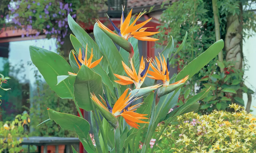 Exotic Bird of Paradise Plants + Optional Grey Patio Planter