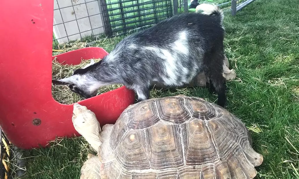  Admission for One, Two, Three, or Four with Exotic Animal Encounter