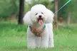 Dog Harness & Leash Set - Reflective, No-Pull (Small/Medium Dogs) - Second Medium