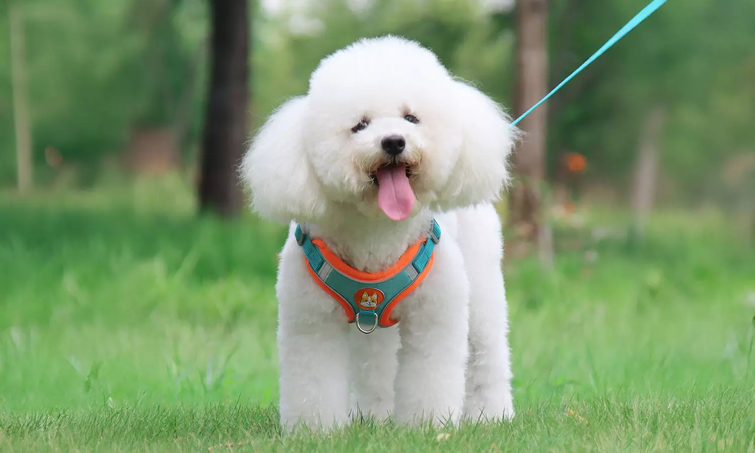 Dog Harness Leash Set with Collar Reflective No Pull for Small Dogs