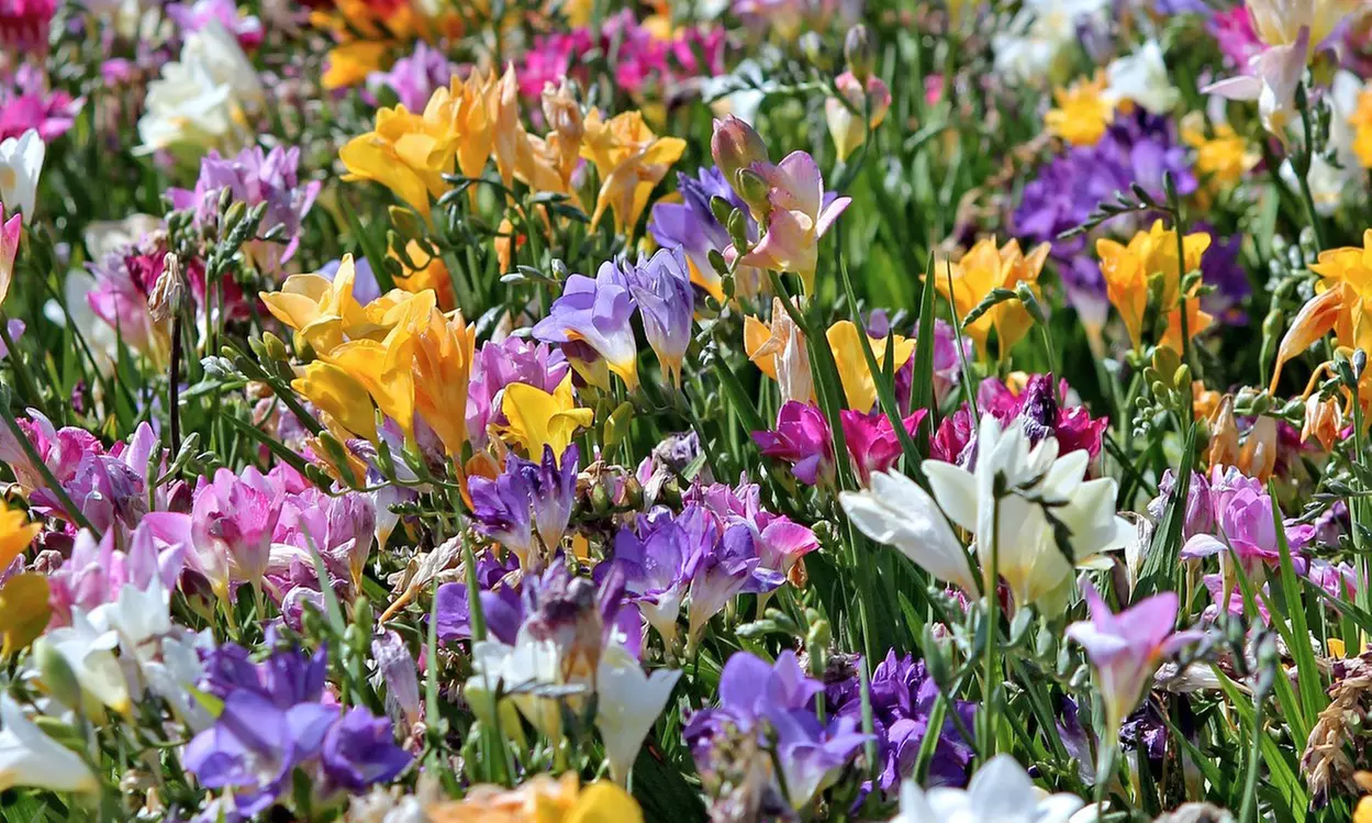 Famously Fragrant Mixed Freesia Flower Bulbs Vibrant and Aromatic Blooms