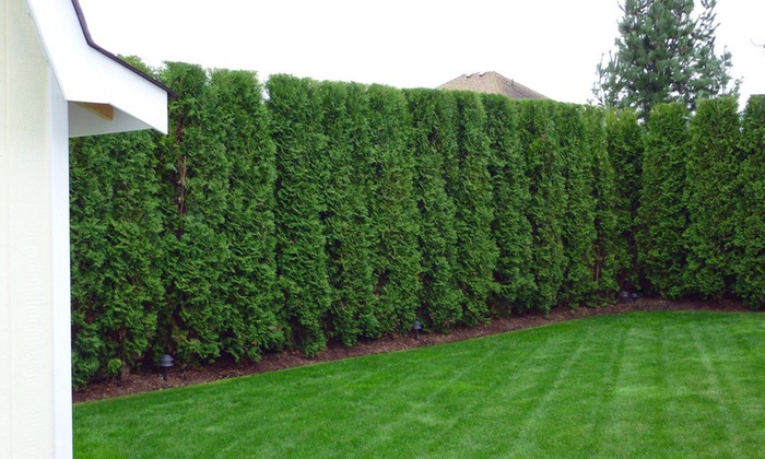 Thuja Smaragd Hedging Plant | Groupon