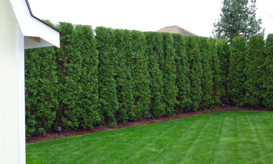 Image 3: Thuja Smaragd Hedging Plant