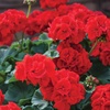Image 2: Geranium 'Best Red' - 12, 36 or 72 Plants
