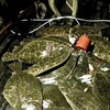 Image 1: Flounder Gigging Rental Trip for Upto Six – Bay St. Louis