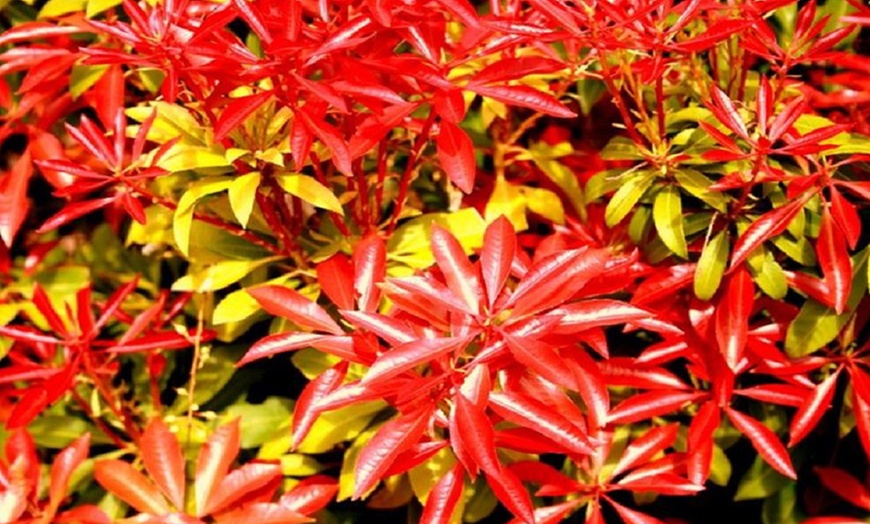 Image 7: 5-Plant Evergreen Pieris Plants