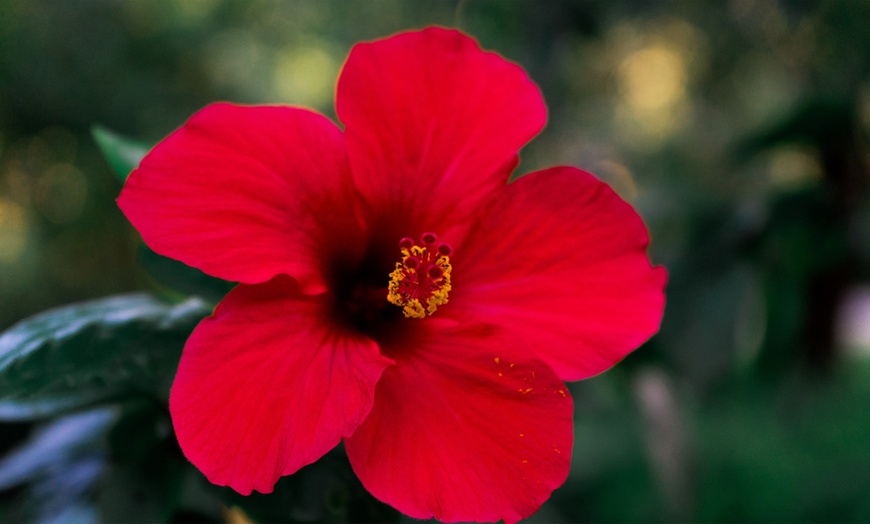 Image 8: Hibiscus rustiques