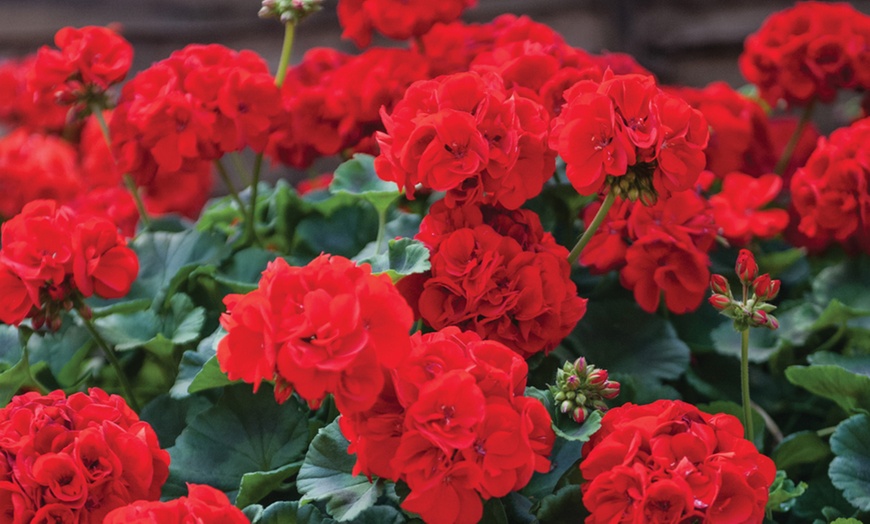 Image 5: 15 or 30 Garden Ready Geranium Plants