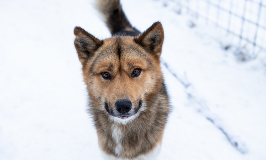 Image 1: Au cœur du parc naturel de Vercors à la rencontre de chiens nordiques