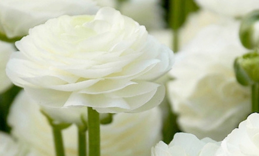 Image 3: 80 bulbos de ranúnculo en diferentes colores