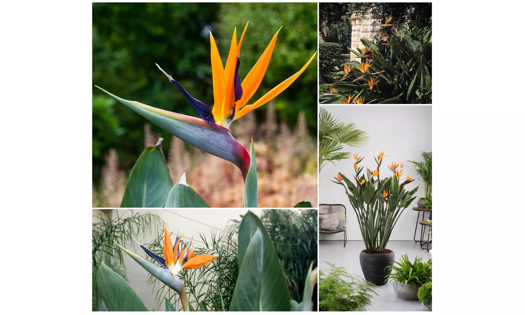 Set van 3 of 6 paradijsvogelplanten