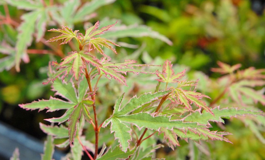 Image 20: Mixed Japanese Acer Palmatum Potted Plants
