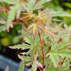 Image 20: Mixed Japanese Acer Palmatum Potted Plants